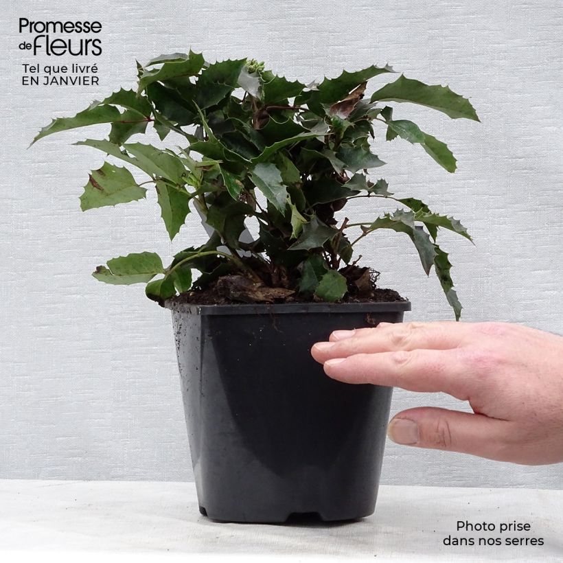 Mahonia aquifolium Apollo Maceta 2L/3L Ejemplar entregado en invierno
