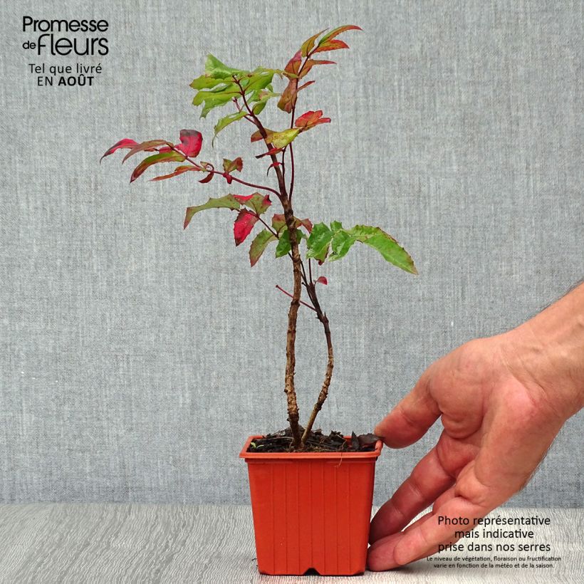 Ejemplar de Mahonia aquifolium Maceta de 8/9 cm entregado en verano