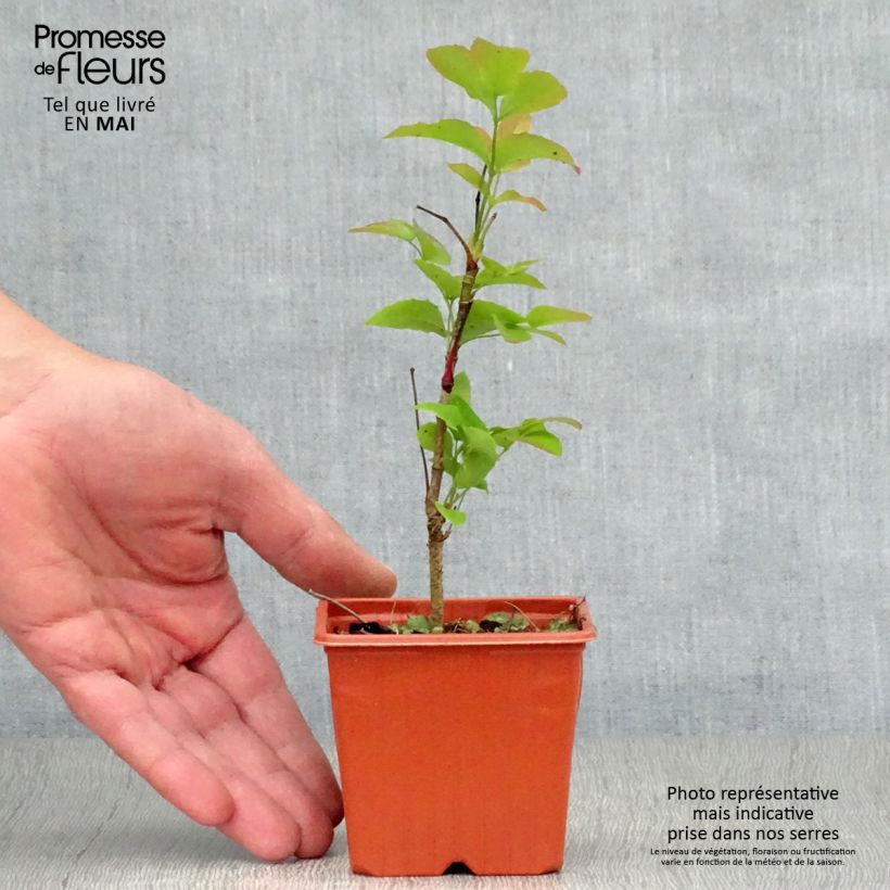 Mahonia aquifolium Maceta de 8/9 cm Ejemplar entregado en la primavera