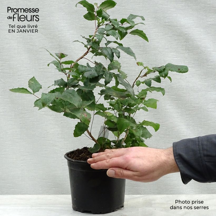 Mahonia aquifolium Maceta 2L/3L Ejemplar entregado en invierno