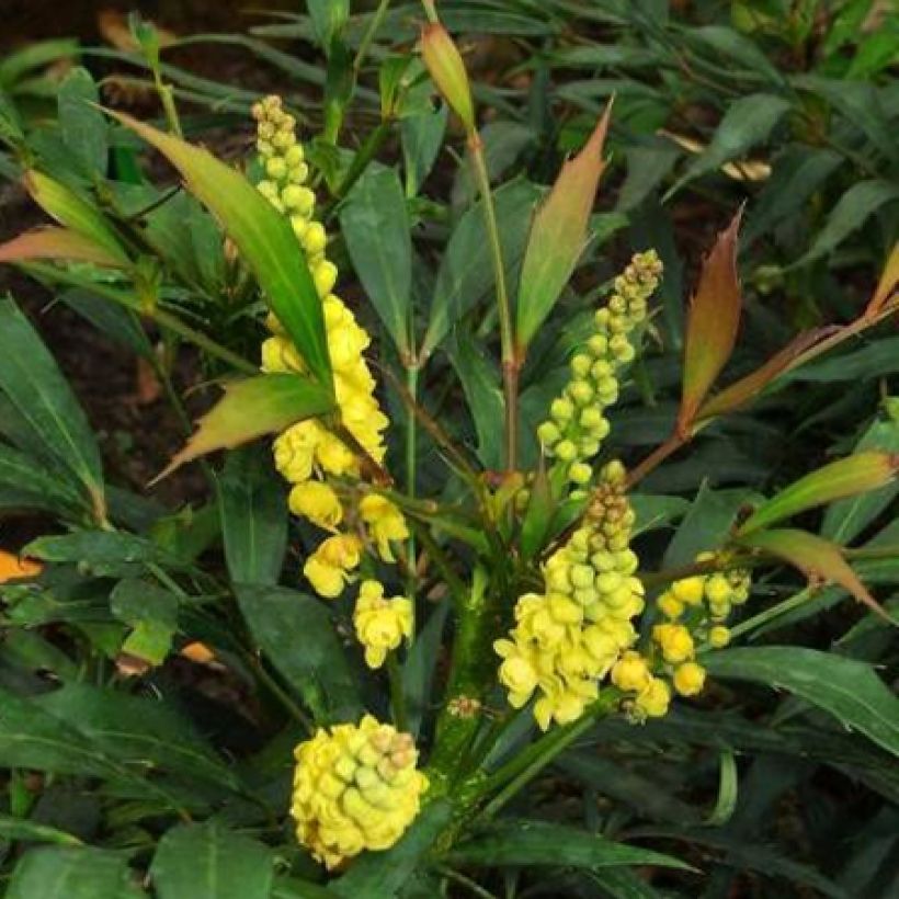 Mahonia eurybracteata Sweet Winter (Floración)