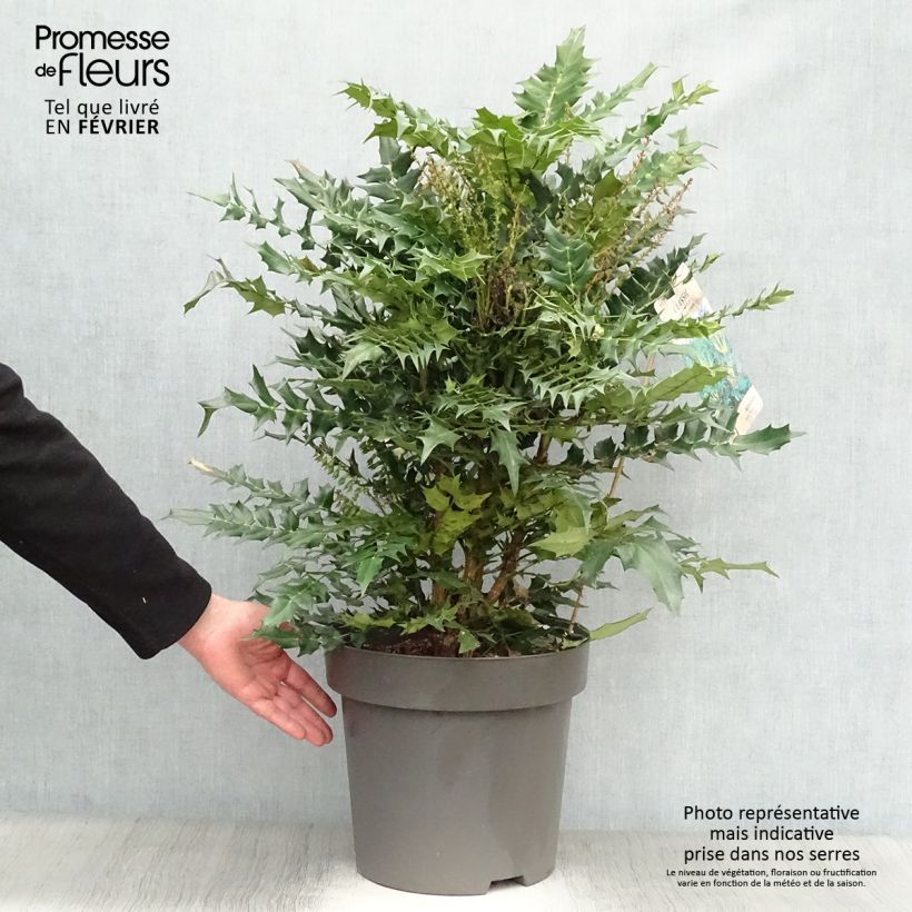 Mahonia media Winter Sun Maceta 7,5L/10L Ejemplar entregado en invierno