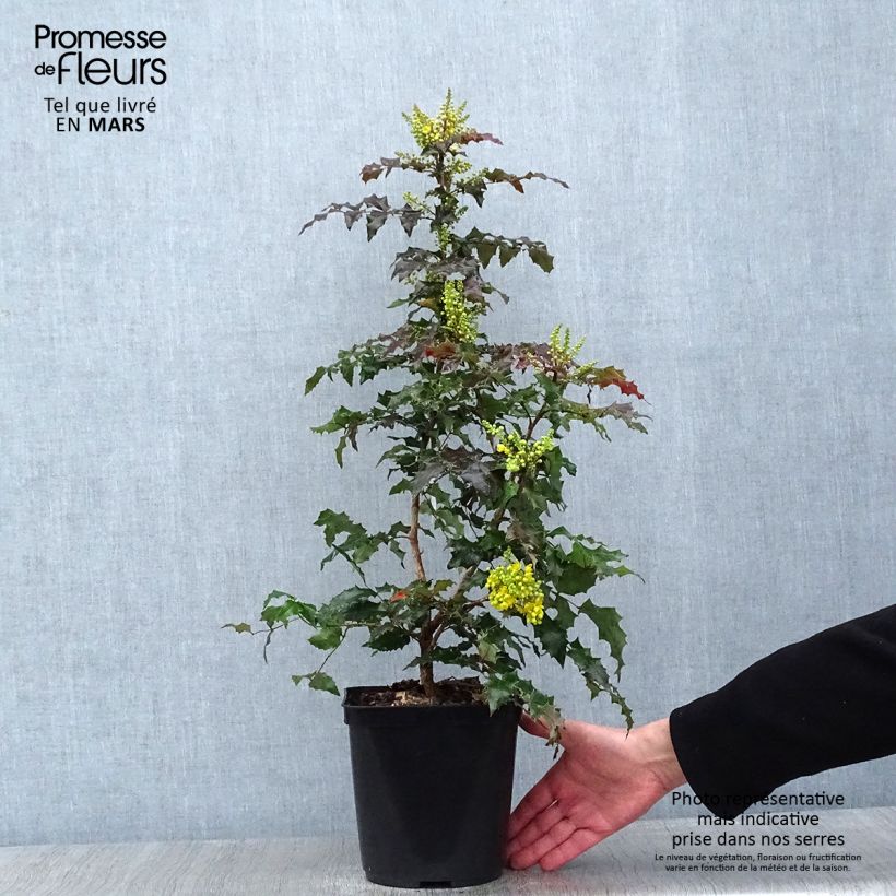 Mahonia wagneri Fireflame Maceta 4L/5L Ejemplar entregado en invierno