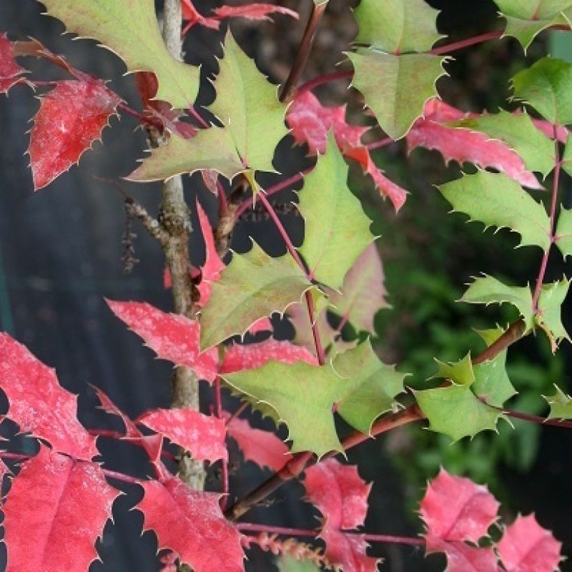 Mahonia wagneri Pinnacle (Follaje)