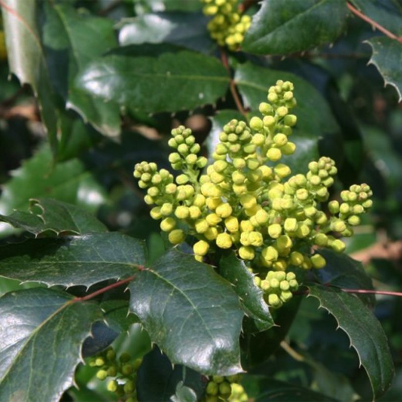 Mahonia wagneri Pinnacle (Floración)