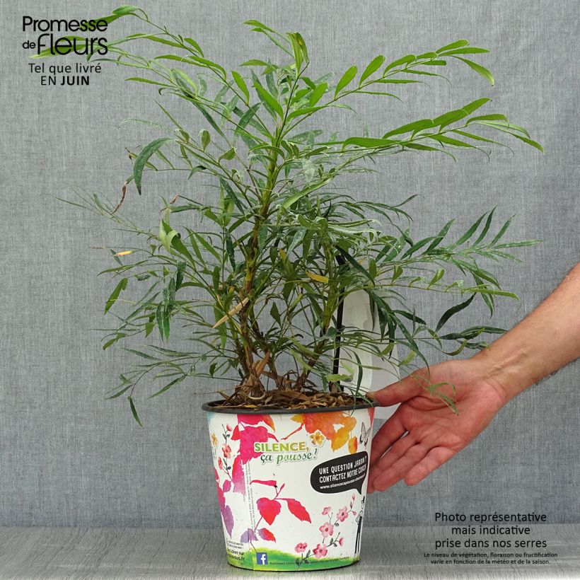 Ejemplar de Mahonia eurybracteata Sweet Winter Maceta 3L/4L entregado en verano