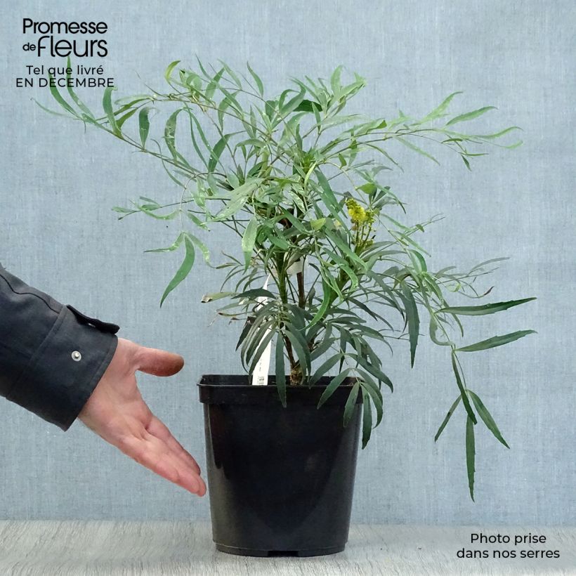 Mahonia eurybracteata Sweet Winter Maceta 3L/4L Ejemplar entregado en invierno