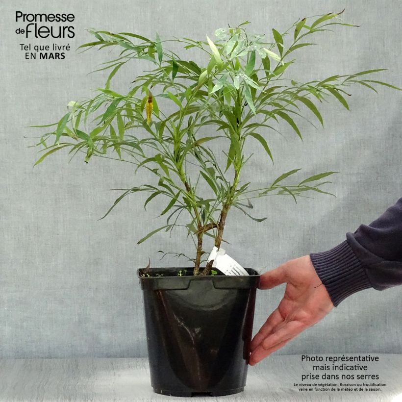 Mahonia eurybracteata Sweet Winter Maceta 3L/4L Ejemplar entregado en la primavera