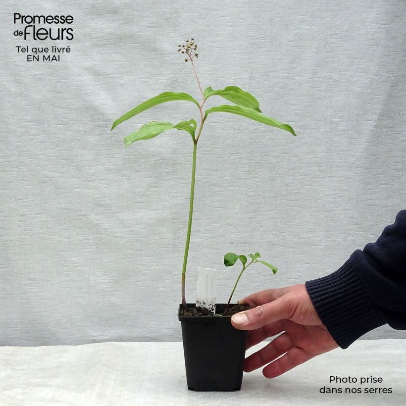 Maianthemum bifolium Maceta de 8/9 cm Ejemplar entregado en la primavera