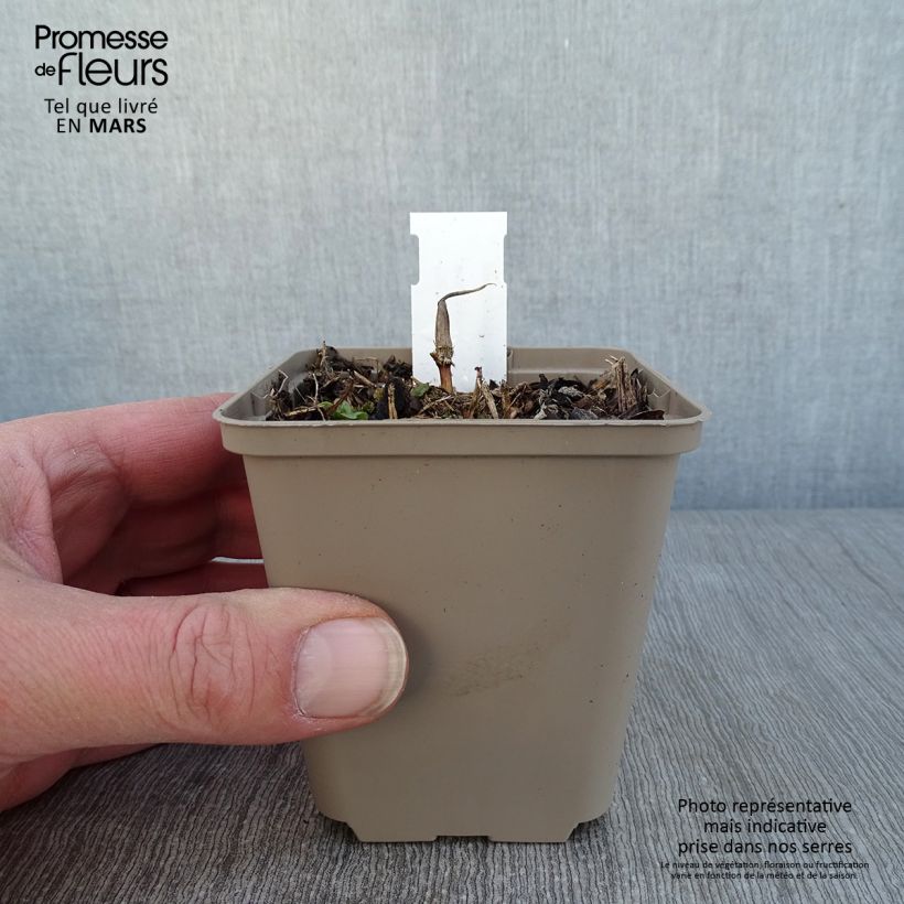 Maianthemum kamtschaticum Maceta de 8/9 cm Ejemplar entregado en invierno