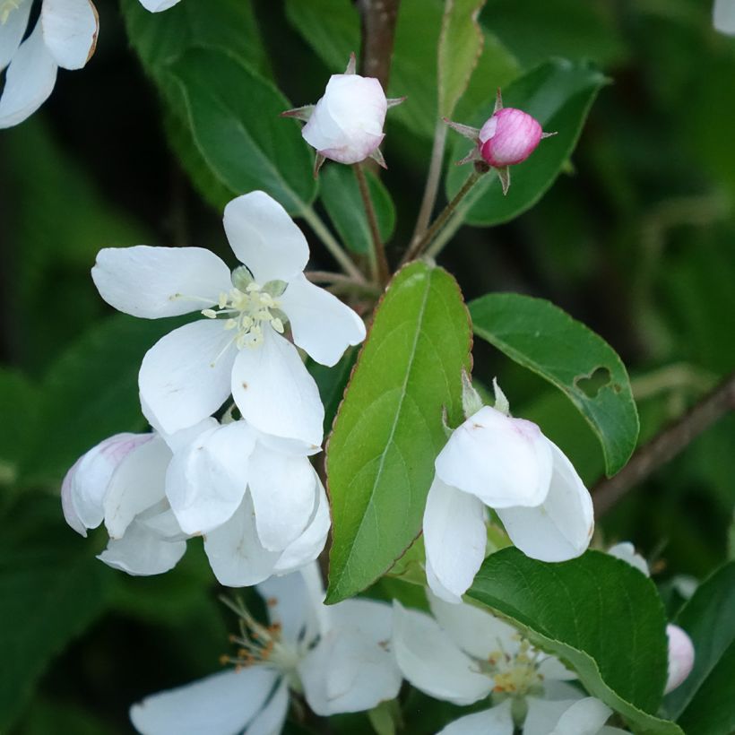 Manzano de flor Comtesse De Paris (Floración)