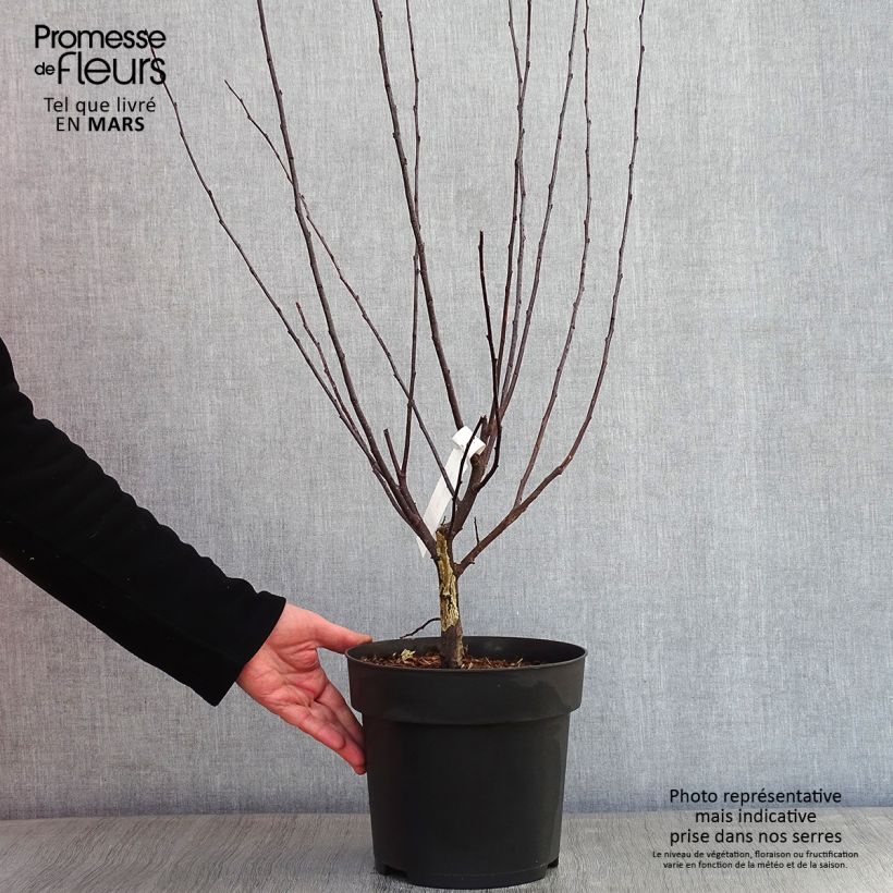 Manzano de flor toringo Freja Maceta 7,5L/10L Ejemplar entregado en invierno