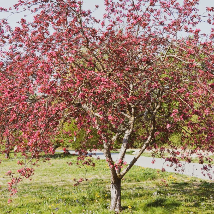 Manzano de flor Coccinella Courtarou (Porte)