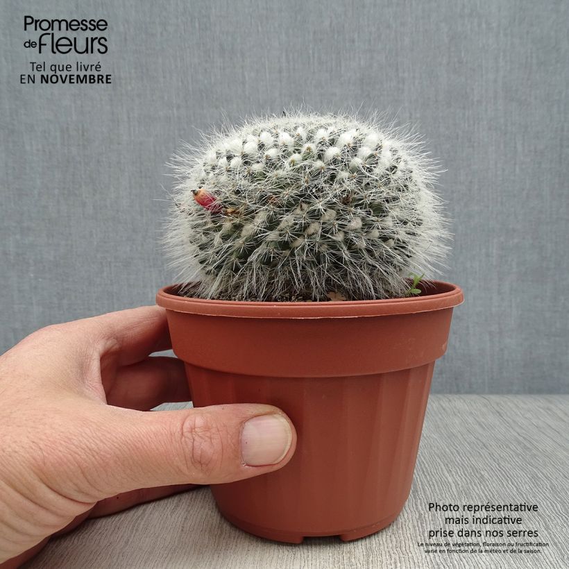 Ejemplar de Mammillaria perbella Maceta de 12 cm / 13 cm entregado en otoño