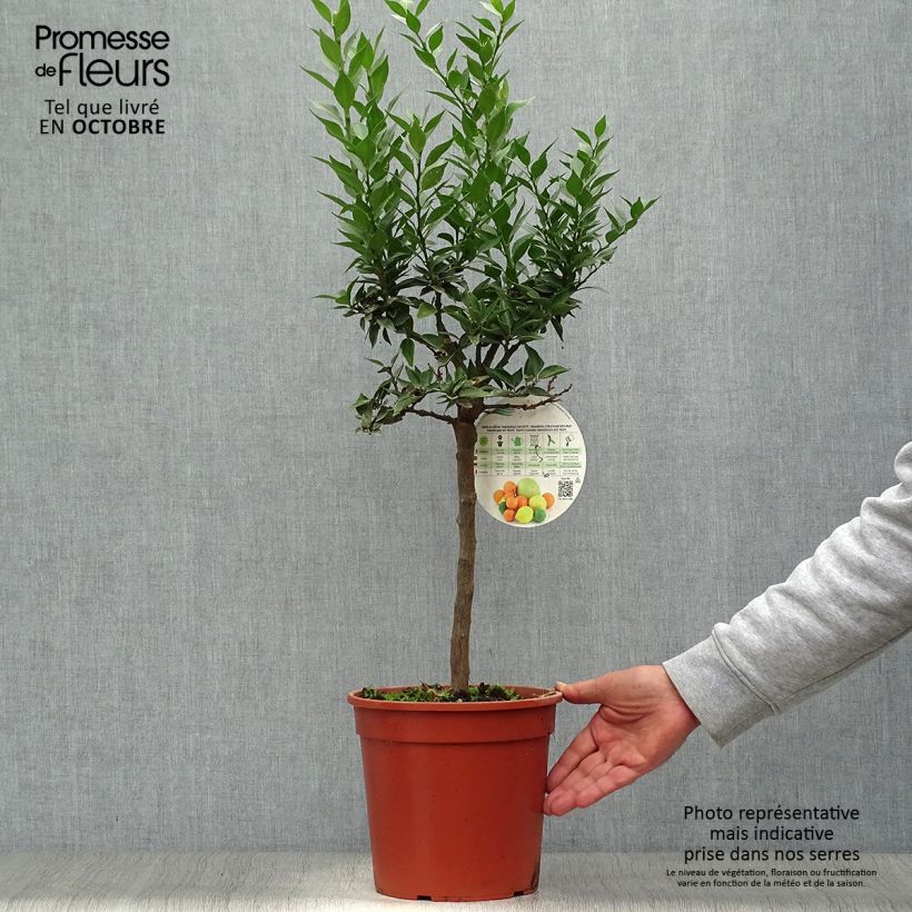 Ejemplar de Mandarín - Citrus aurantium var. myrtifolia Maceta 4L/5L, 1/4 tallo entregado en otoño
