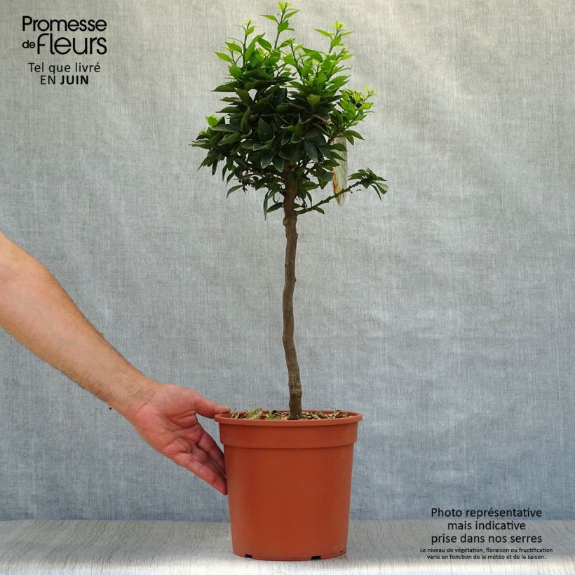 Ejemplar de Mandarín - Citrus aurantium var. myrtifolia Maceta 4L/5L, 1/4 tallo entregado en verano