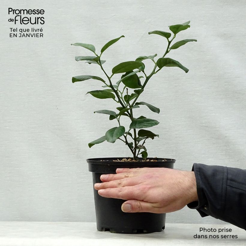 Mandaríno Keraji - Citrus reticulata Maceta 2L/3L, Formación arbustiva Ejemplar entregado en invierno