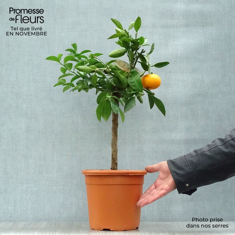 Ejemplar de Mandaríno - Citrus unshiu Maceta 4L/5L, 1/4 tallo entregado en otoño