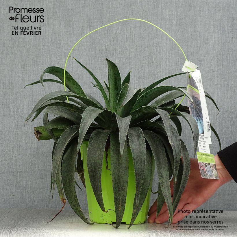 Mangave Inkblot Maceta 3L/4L Ejemplar entregado en invierno