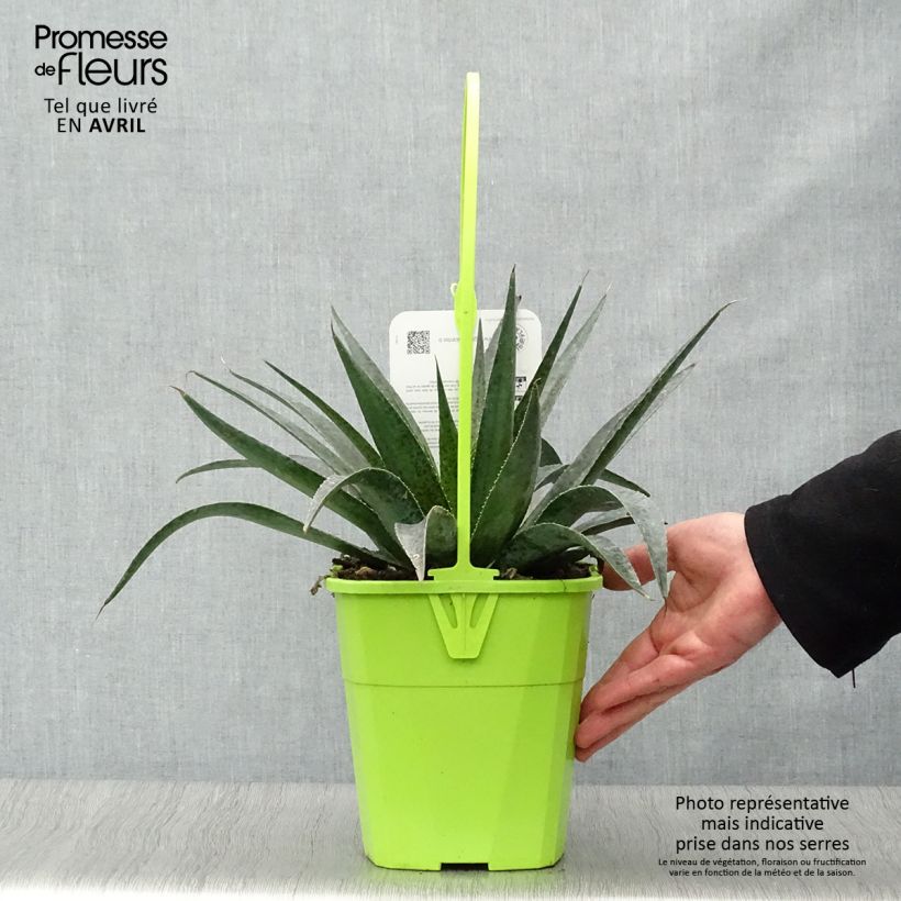 Mangave Inkblot Maceta 3L/4L Ejemplar entregado en la primavera