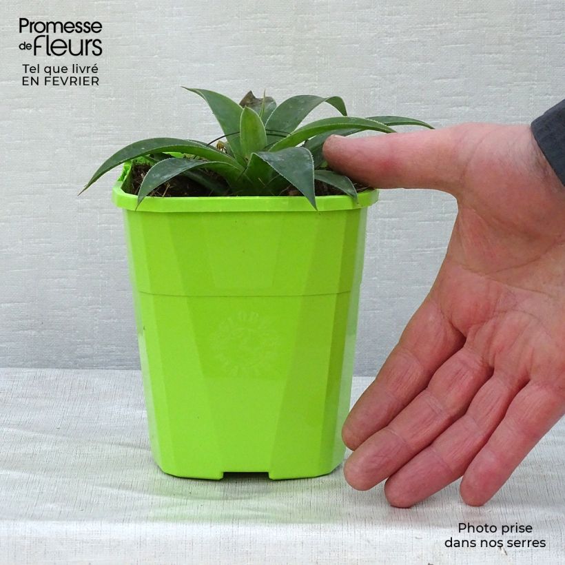 Mangave Lavender Lady Maceta 1L/1,5L Ejemplar entregado en invierno