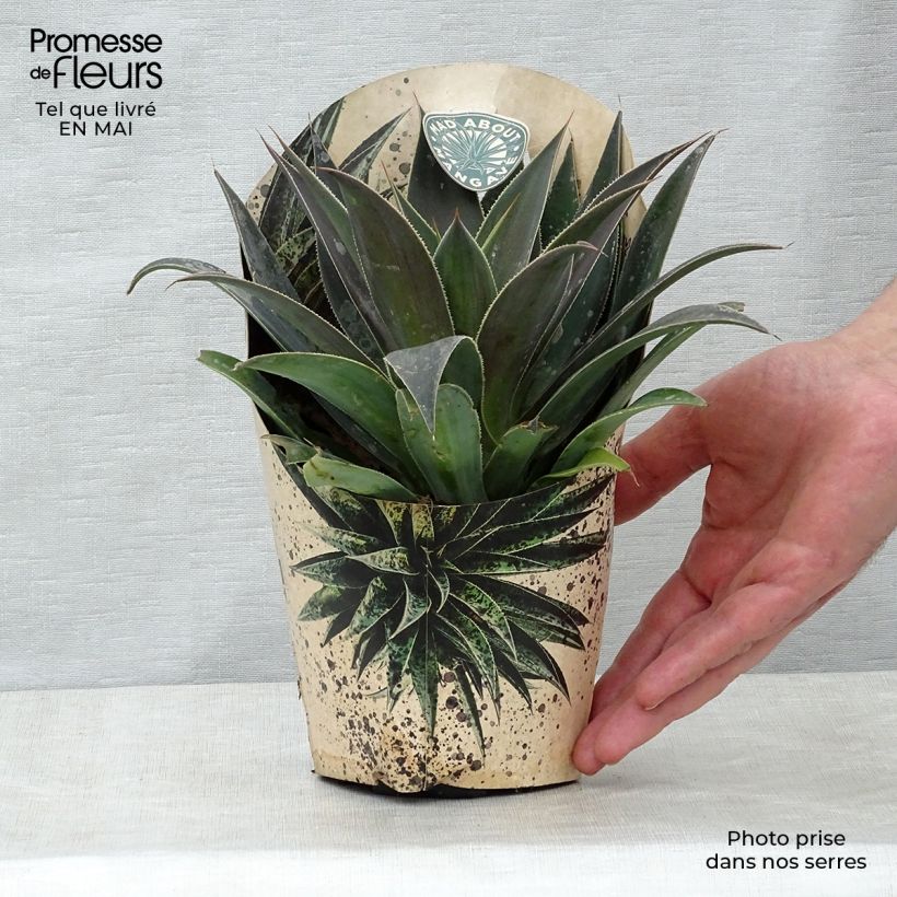 Mangave Lavender Lady Maceta 1L/1,5L Ejemplar entregado en la primavera