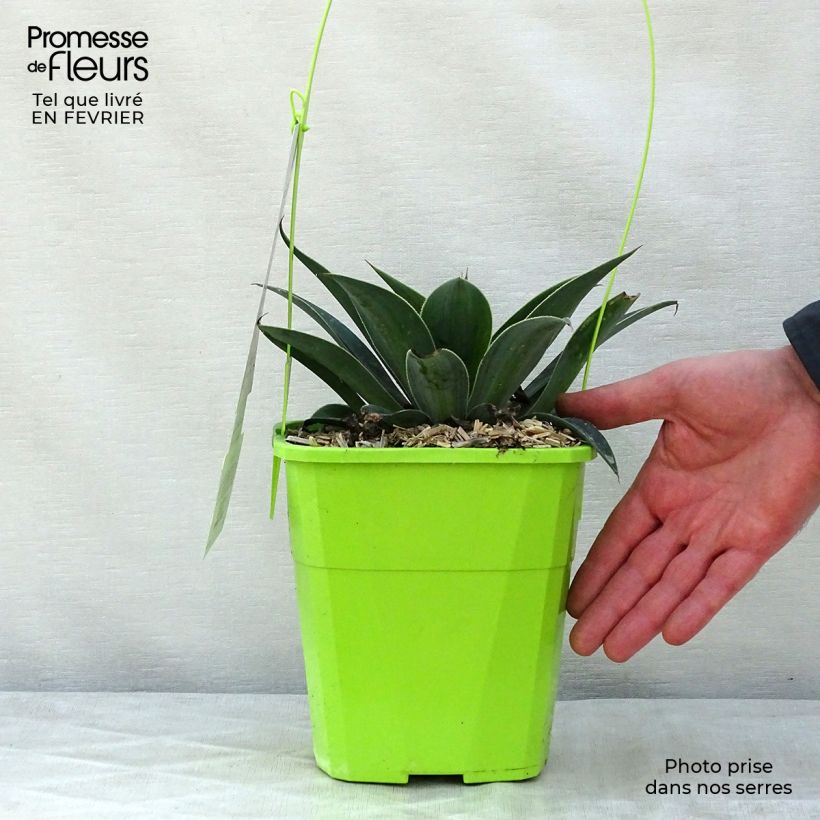 Mangave Lavender Lady Maceta 3L/4L Ejemplar entregado en invierno