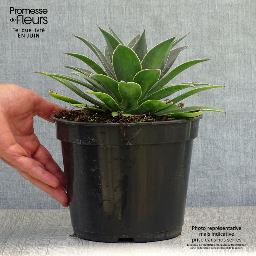 Ejemplar de Mangave Lavender Lady Maceta 3L/4L entregado en verano