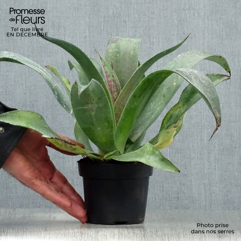 Mangave Mission to Mars Maceta 1L/1,5L Ejemplar entregado en invierno