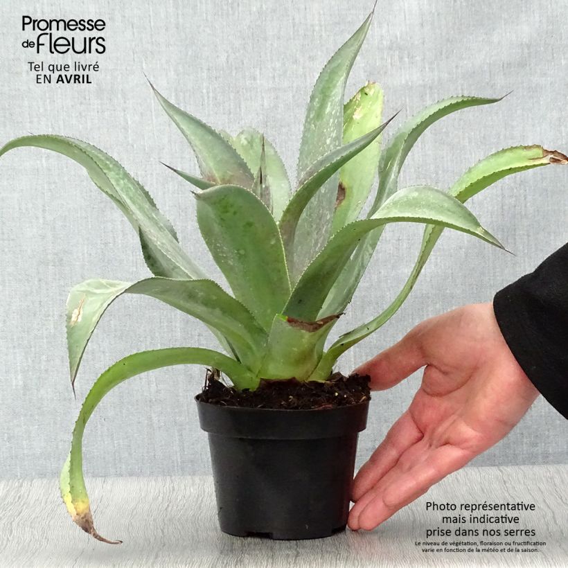 Mangave Mission to Mars Maceta 1L/1,5L Ejemplar entregado en la primavera