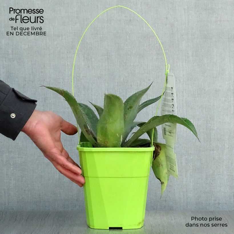 Mangave Mission to Mars Maceta 4L/5L Ejemplar entregado en invierno