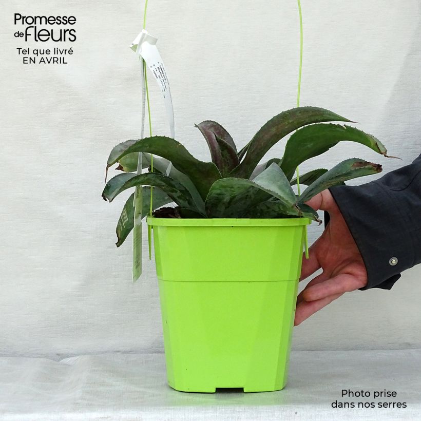 Mangave Mission to Mars Maceta 4L/5L Ejemplar entregado en la primavera