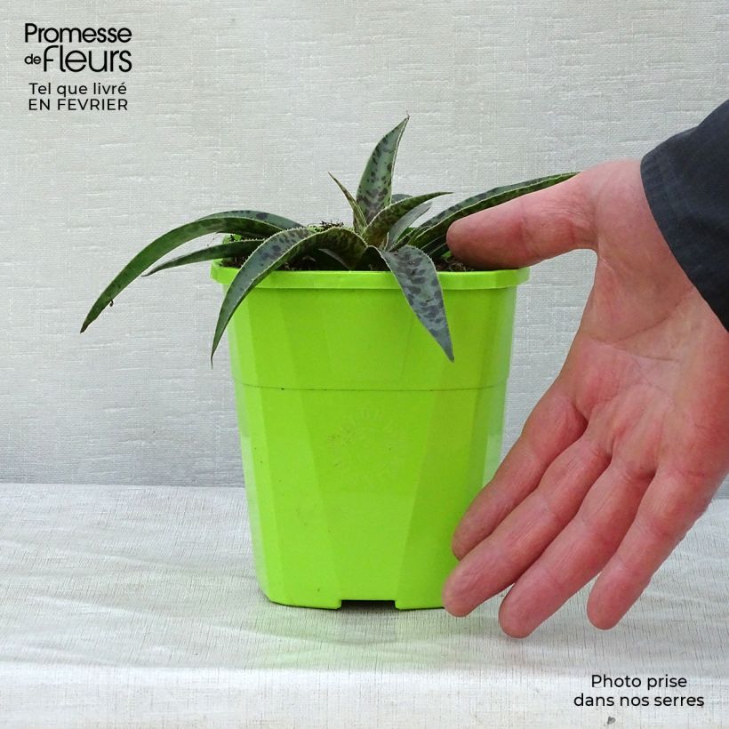 Mangave Moonglow Maceta 1L/1,5L Ejemplar entregado en invierno