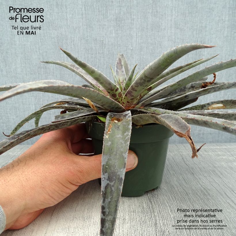 Mangave Moonglow Maceta 1L/1,5L Ejemplar entregado en la primavera