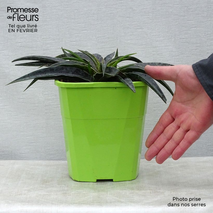 Mangave Moonglow Maceta 3L/4L Ejemplar entregado en invierno