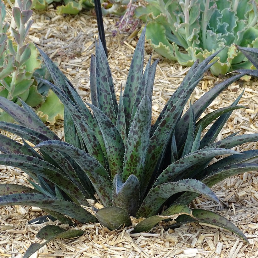Mangave Pineapple Express (Porte)