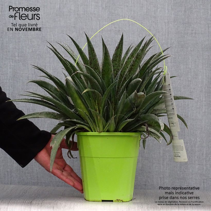 Ejemplar de Mangave Pineapple Express Maceta 4L/5L entregado en otoño