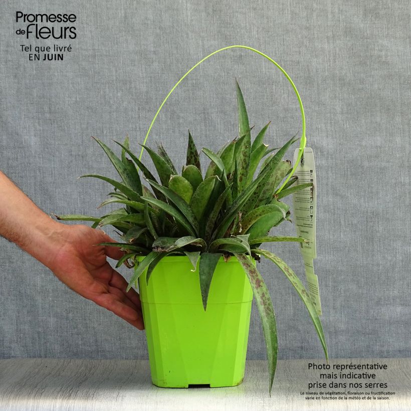 Ejemplar de Mangave Pineapple Express Maceta 3L/4L entregado en verano
