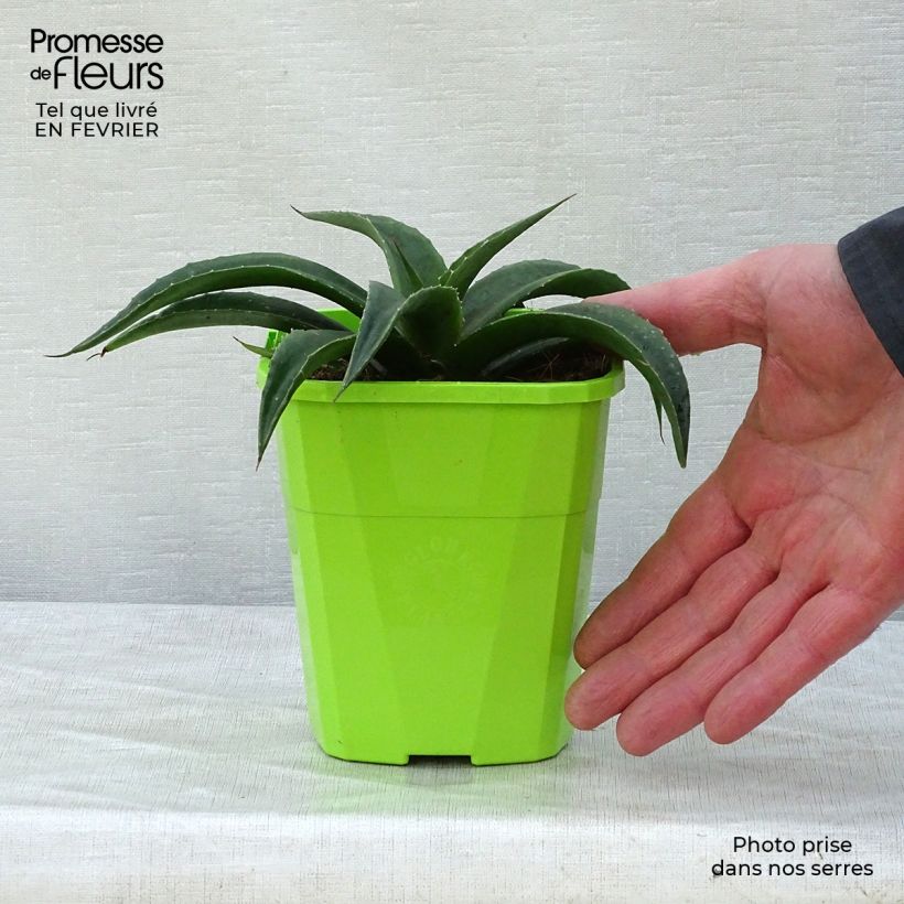 Mangave Redwing Maceta 1L/1,5L Ejemplar entregado en invierno