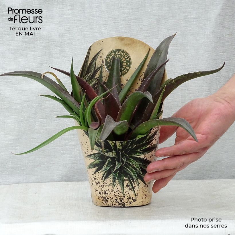 Mangave Redwing Maceta 1L/1,5L Ejemplar entregado en la primavera