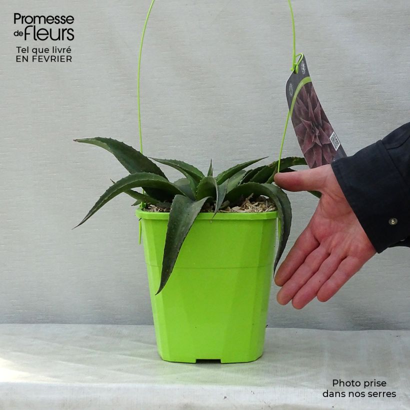 Mangave Redwing Maceta 3L/4L Ejemplar entregado en invierno