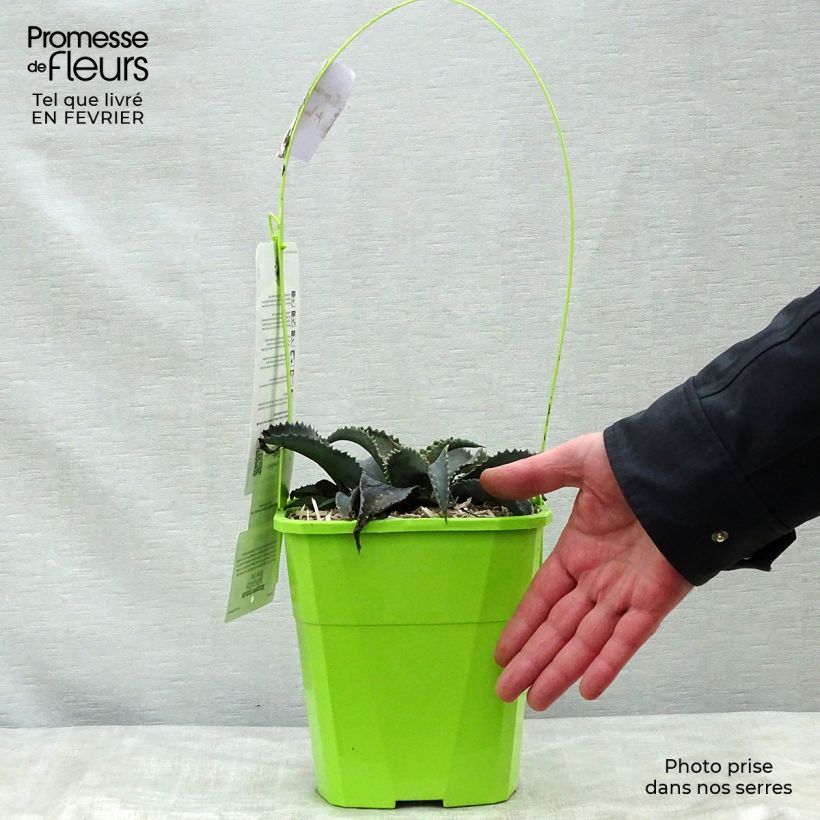 Mangave Silver Fox Maceta 3L/4L Ejemplar entregado en invierno