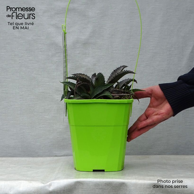 Mangave Silver Fox Maceta 3L/4L Ejemplar entregado en la primavera