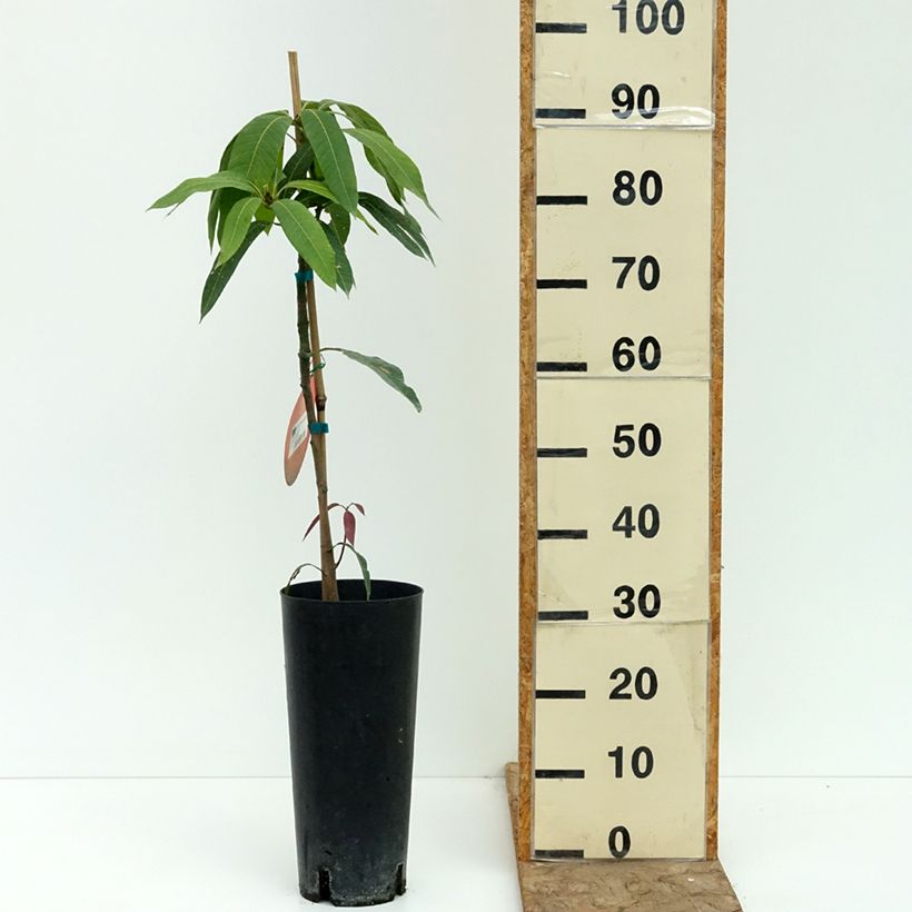 Ejemplar de Mango Osteen - Mangifera indica Maceta 6L/7L entregado en verano