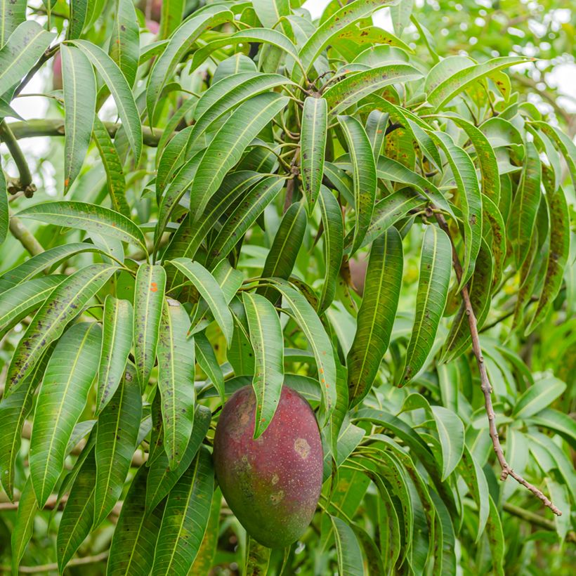 Mango Irwin - Mangifera indica (Follaje)