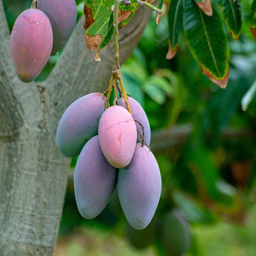 Mango Irwin - Mangifera indica (Cosecha)