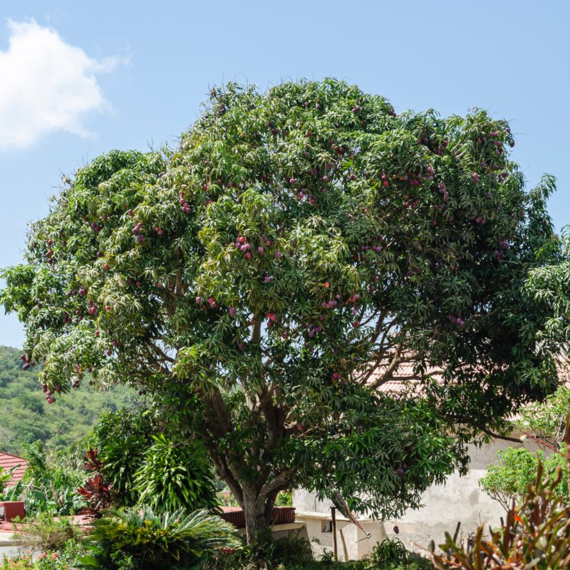 Mango Irwin - Mangifera indica (Porte)