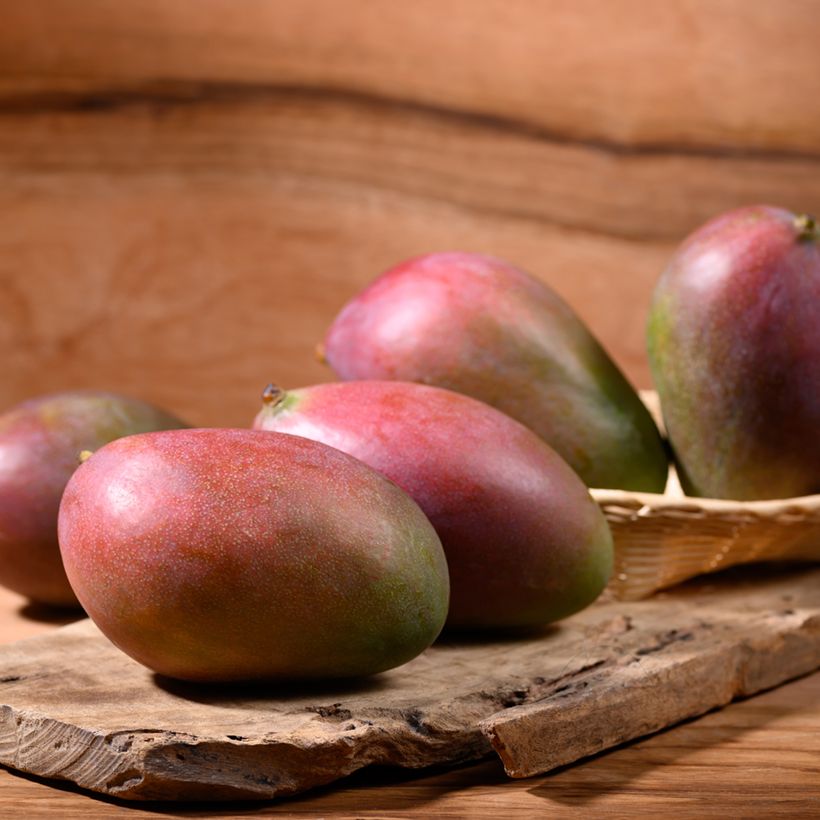 Mango Palmer - Mangifera indica (Cosecha)
