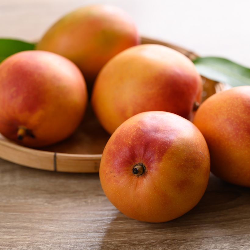 Mango Tommy Atkins - Mangifera indica (Cosecha)