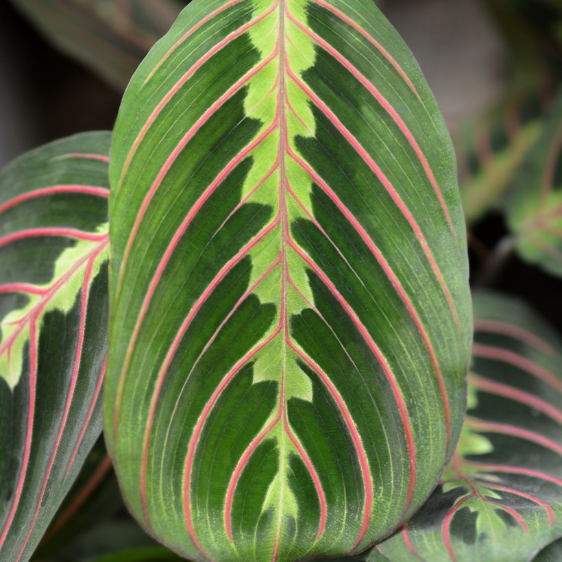 Maranta Tricolor Fascinator (Follaje)